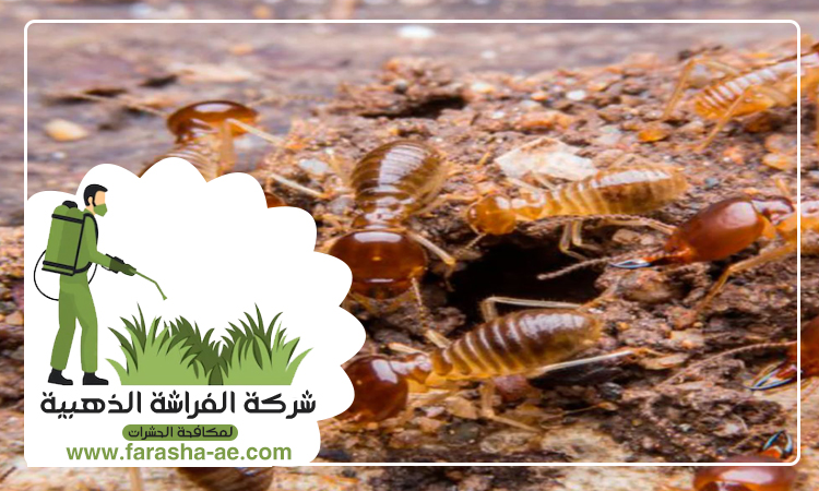 شركة مكافحة الرمة في مردف 4 شركة مكافحة الرمة في مردف