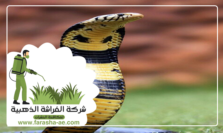 شركة مكافحة الثعابين في الطور