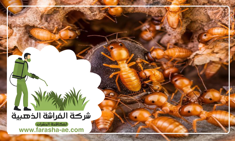 شركة مكافحة الرمة في مردف 5 شركة مكافحة الرمة في مردف