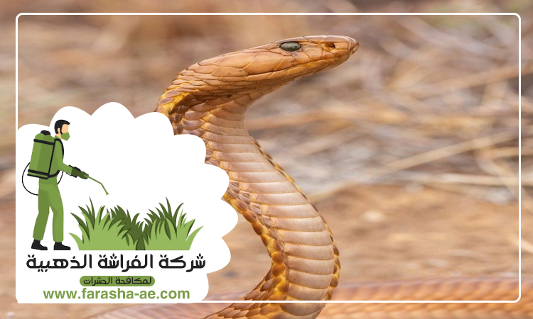 شركة مكافحة الثعابين في الطور