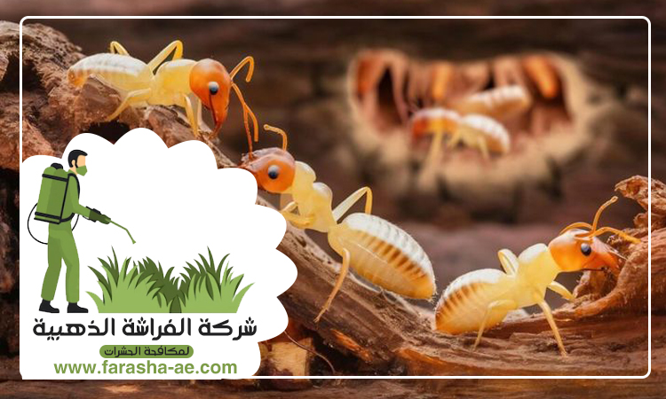 شركة مكافحة الرمة في مردف