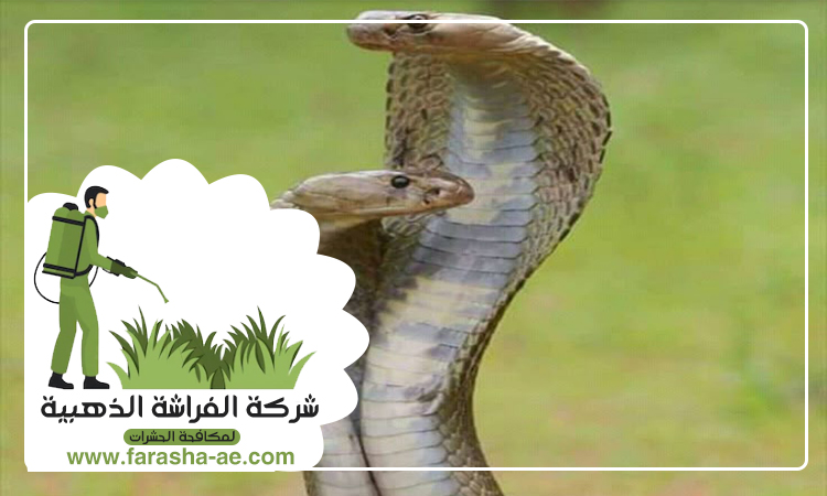 شركة مكافحة الثعابين في أم سقيم