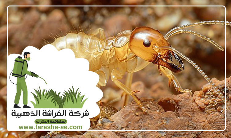 شركة مكافحة الرمة في الورقاء