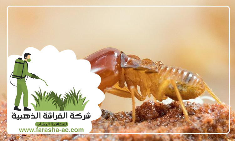 شركة مكافحة الرمة في الورقاء 4 شركة مكافحة الرمة في الورقاء