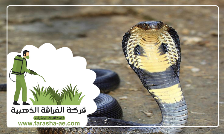 شركة مكافحة الثعابين في خورفكان