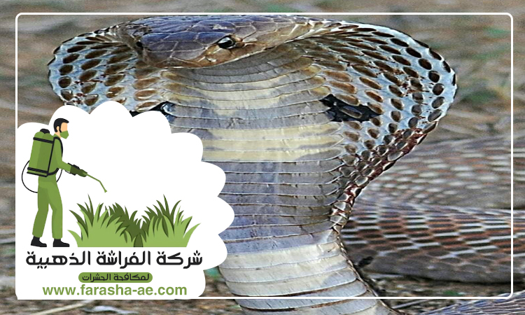 شركة مكافحة الثعابين في السيوح