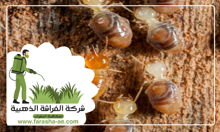 شركة مكافحة الرمة في مردف