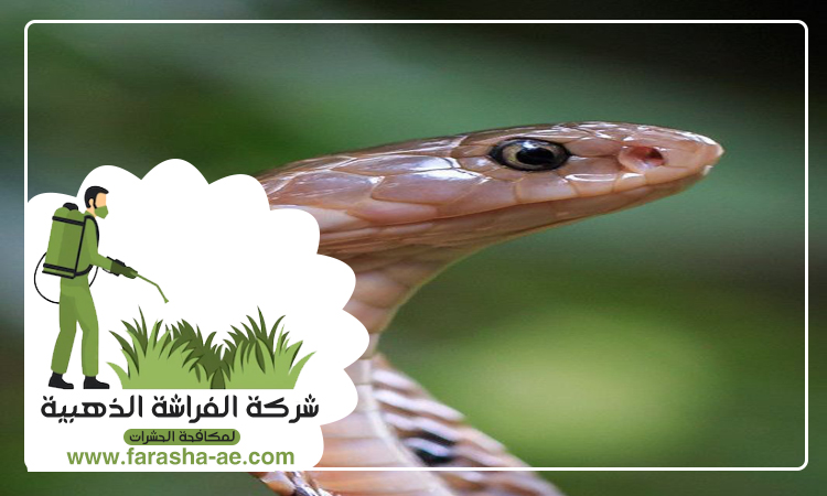 شركة مكافحة الثعابين في البحيرات