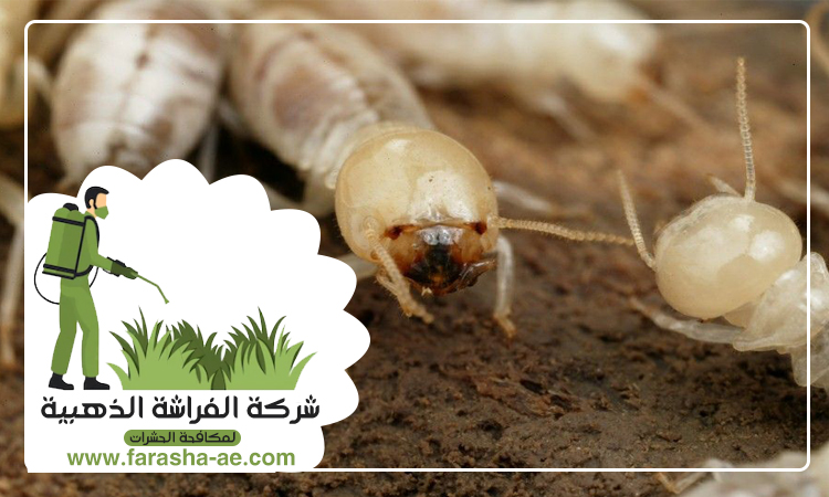 شركة مكافحة الرمة في عود المطينة 5 شركة مكافحة الرمة في عود المطينة