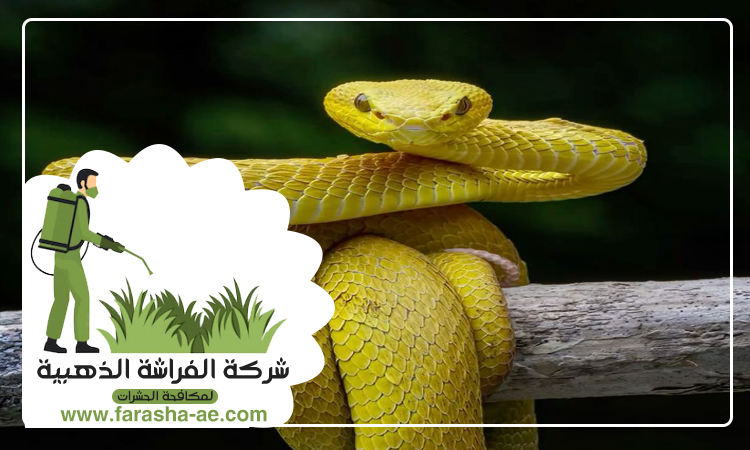 شركة مكافحة الثعابين في البحيرات