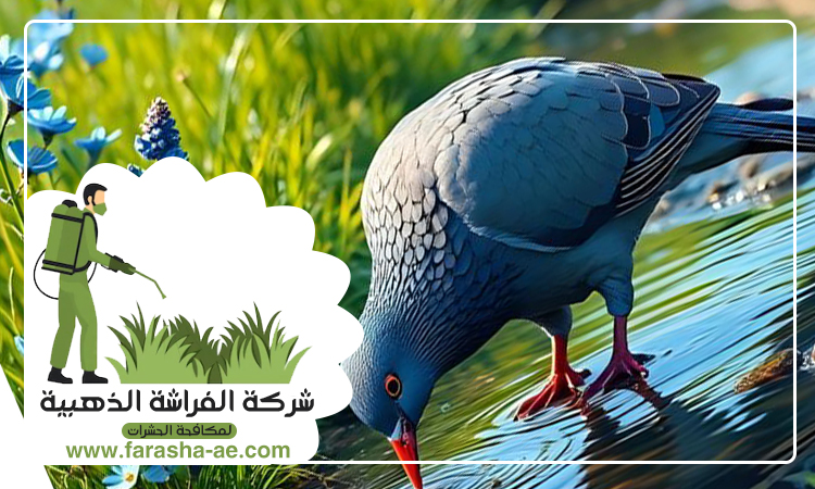 شركة مكافحة الحمام في دبي 3 شركة مكافحة الحمام في دبي