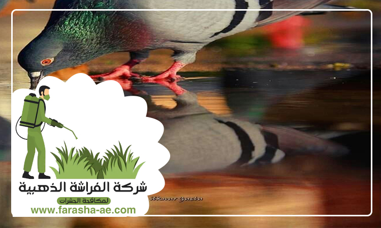 شركة مكافحة الحمام في دبي 4 شركة مكافحة الحمام في دبي