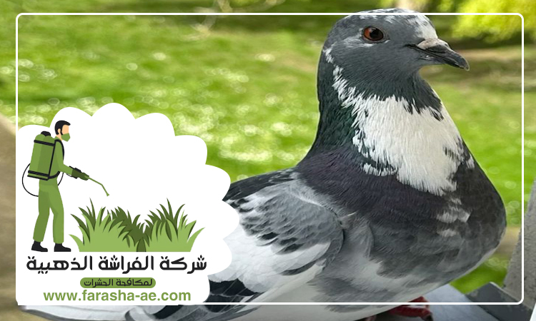 شركة مكافحة الحمام في الشارقة 3 شركة مكافحة الحمام في الشارقة