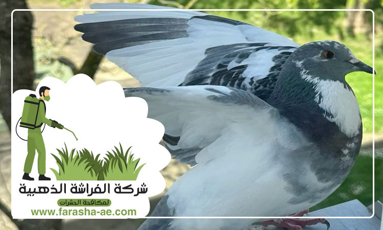 شركة مكافحة الحمام في الشارقة 5 شركة مكافحة الحمام في الشارقة