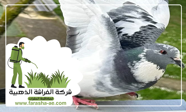 مكافحة الحمام في رأس الخيمة 4 مكافحة الحمام في رأس الخيمة