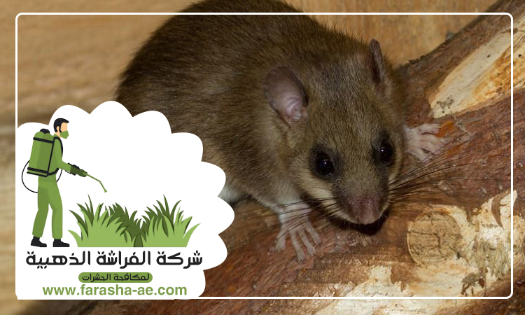 شركة مكافحة الفئران الجميرا دبي 3 شركة مكافحة الفئران الجميرا دبي