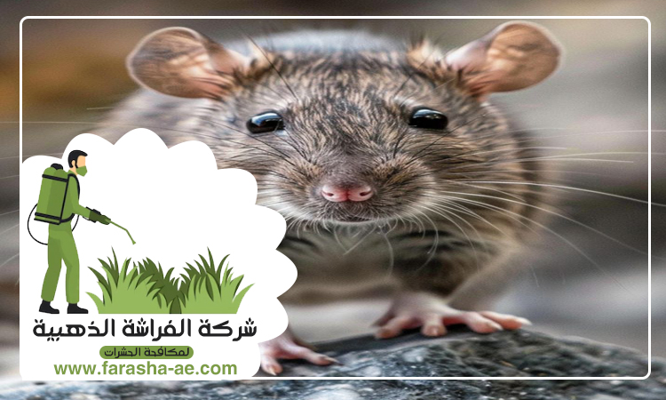 شركة مكافحة الفئران الجميرا دبي 4 شركة مكافحة الفئران الجميرا دبي