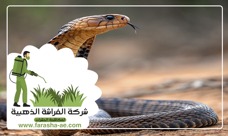 شركة مكافحة الثعابين في الشارقة 3 شركة مكافحة الثعابين في الشارقة