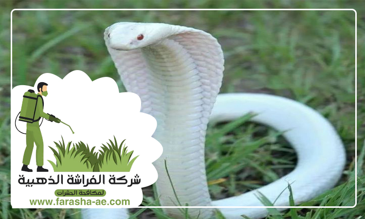 شركة مكافحة الثعابين في دبي 3 شركة مكافحة الثعابين في دبي