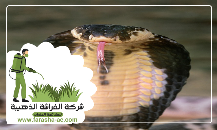 شركة مكافحة الثعابين في دبي 4 شركة مكافحة الثعابين في دبي