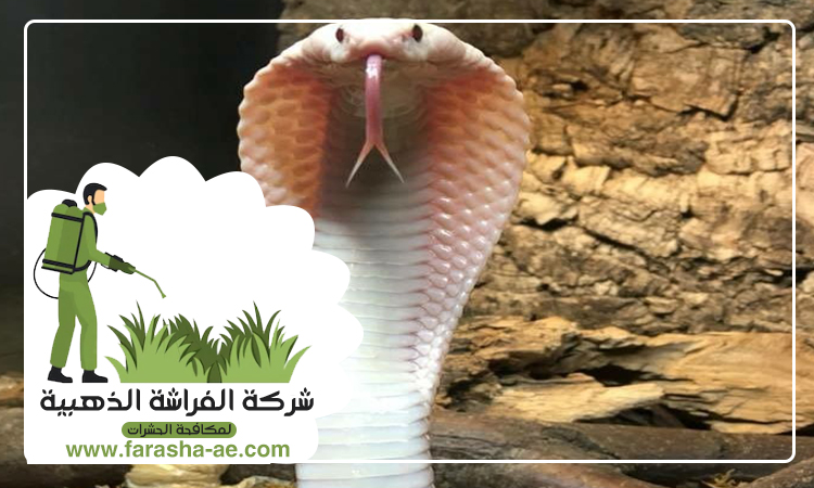 شركة مكافحة الثعابين في دبي 5 شركة مكافحة الثعابين في دبي