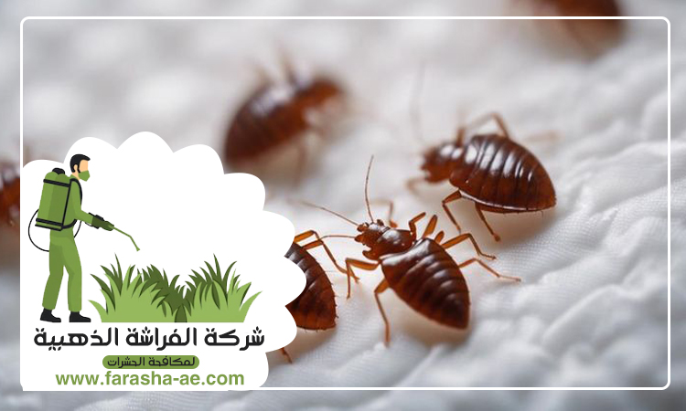 شركة مكافحة بق الفراش في البدع 5 شركة مكافحة بق الفراش في البدع