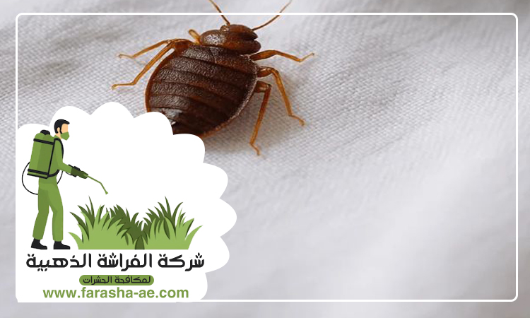 شركة مكافحة بق الفراش في البحيرات 3 شركة مكافحة بق الفراش في البحيرات