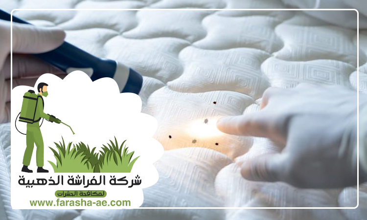 شركة مكافحة بق الفراش في السيوح 3 شركة مكافحة بق الفراش في السيوح
