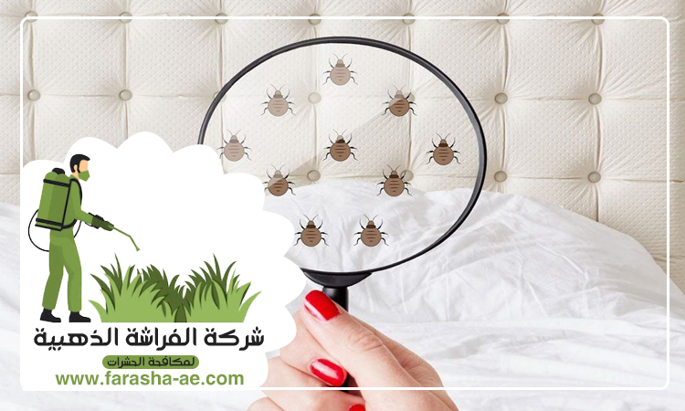 شركة مكافحة بق الفراش في السيوح 4 شركة مكافحة بق الفراش في السيوح