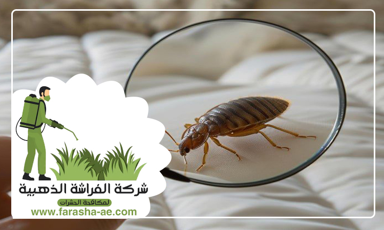 شركة مكافحة بق الفراش في السيوح 5 شركة مكافحة بق الفراش في السيوح
