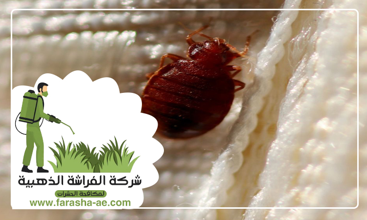 شركة مكافحة بق الفراش في خورفكان 3 شركة مكافحة بق الفراش في خورفكان