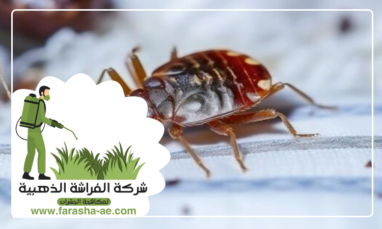 شركة مكافحة بق الفراش في خورفكان 4 شركة مكافحة بق الفراش في خورفكان