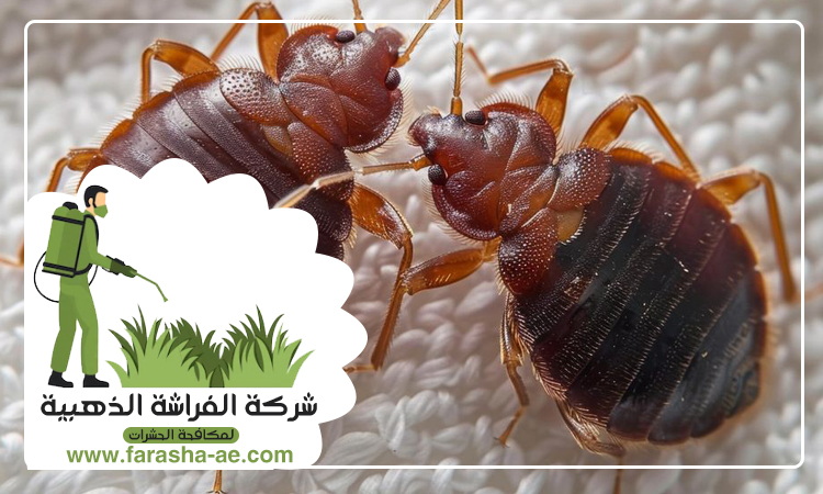شركة مكافحة بق الفراش في خورفكان 5 شركة مكافحة بق الفراش في خورفكان