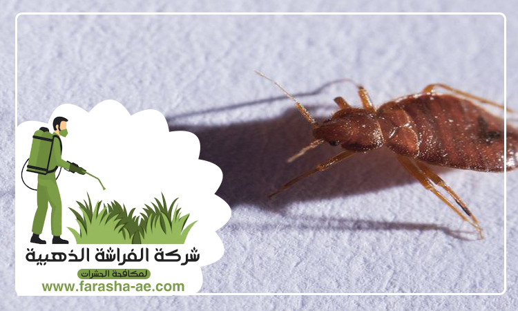 شركة مكافحة بق الفراش في المنخول 5 شركة مكافحة بق الفراش في المنخول