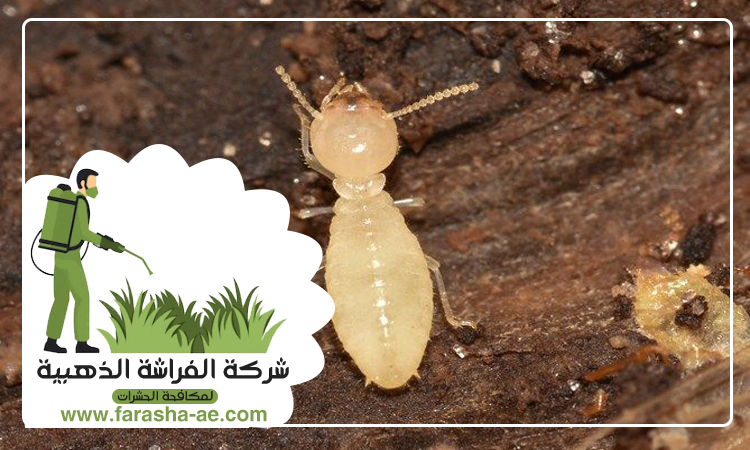 شركة مكافحة الرمة في الحيرة