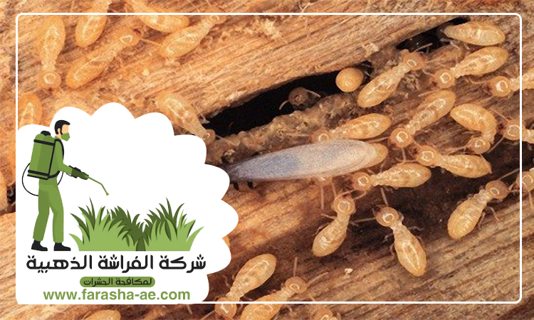 شركة مكافحة الرمة في الحيرة 4 شركة مكافحة الرمة في الحيرة