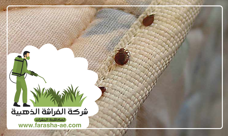 شركة مكافحة الحمام بالنهدة