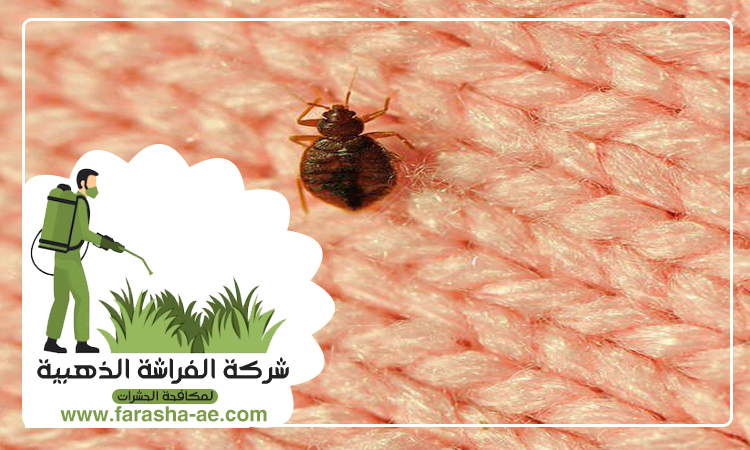 شركة مكافحة بق الفراش في أم هرير 3 شركة مكافحة بق الفراش في أم هرير