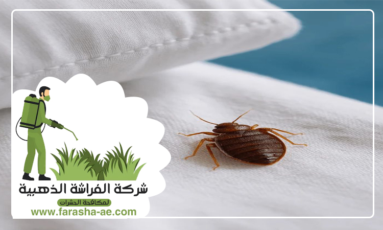 شركة مكافحة بق الفراش في أم هرير 4 شركة مكافحة بق الفراش في أم هرير