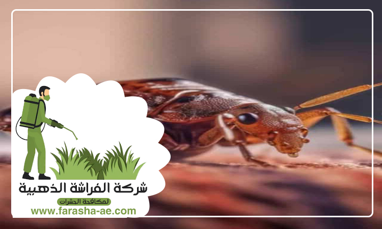 شركة مكافحة بق الفراش في الطور 3 شركة مكافحة بق الفراش في الطور