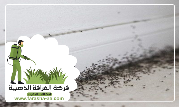 شركة مكافحة حشرات في رول ضدنا