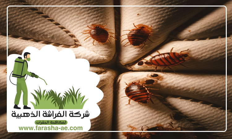 شركة مكافحة بق الفراش في الطور 4 شركة مكافحة بق الفراش في الطور