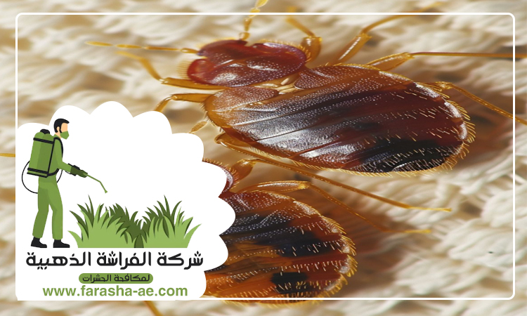 شركة مكافحة بق الفراش في الطور 6 شركة مكافحة بق الفراش في الطور
