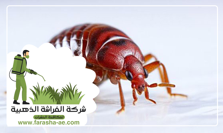 شركة مكافحة بق الفراش في البحيرات 5 شركة مكافحة بق الفراش في البحيرات