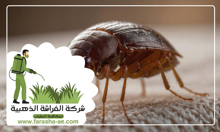 شركة مكافحة بق الفراش في المدام 3 شركة مكافحة بق الفراش في المدام