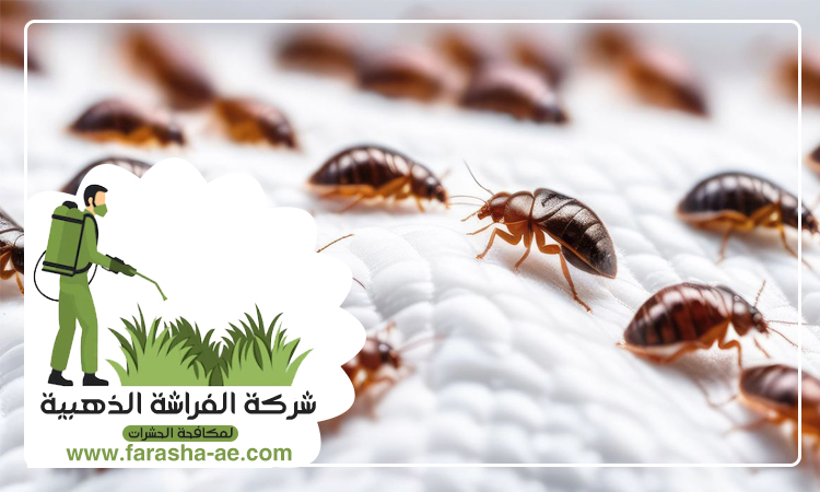 شركة مكافحة بق الفراش في المدام 5 شركة مكافحة بق الفراش في المدام