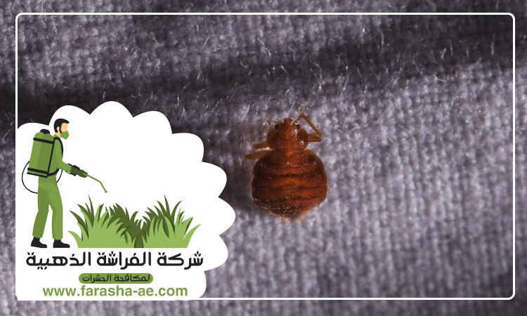 شركة مكافحة بق الفراش في المنخول 4 شركة مكافحة بق الفراش في المنخول