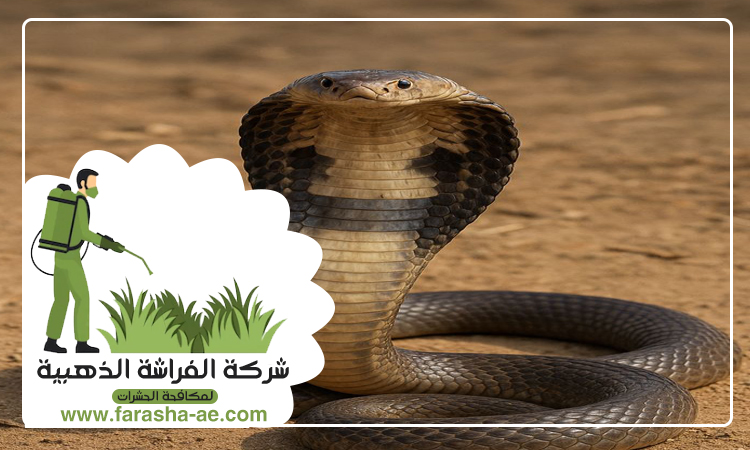 شركة مكافحة الثعابين في عجمان 4 شركة مكافحة الثعابين في عجمان