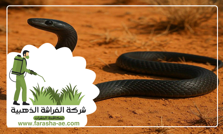 شركة مكافحة الثعابين في عجمان 5 شركة مكافحة الثعابين في عجمان