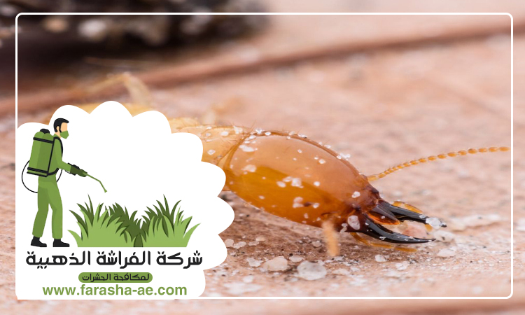 مكافحة الرمة في ام القيوين 7 مكافحة الرمة في ام القيوين